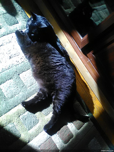 Snickers Sunning On 5 19 2024 2.jpg