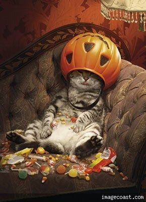 Sunnys Cat After Halloween 10 31 22.jpg