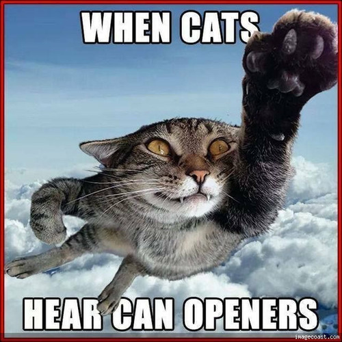 Teresas Cat Photo 2.jpg