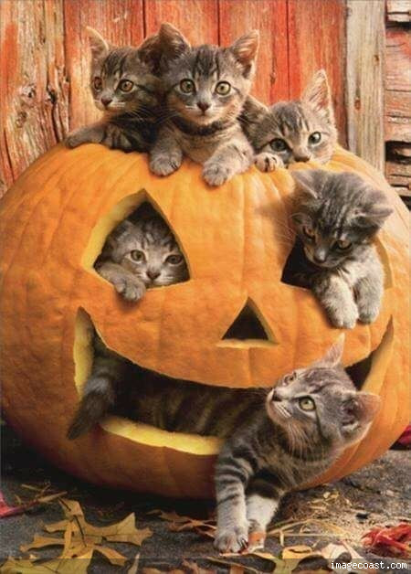 Kittens In A Pumpkin From Ms.jpg