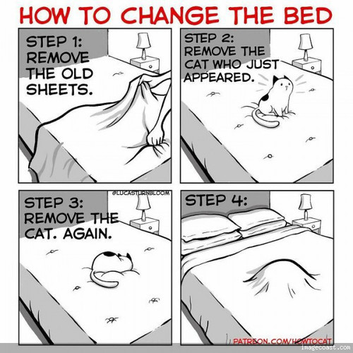 Sunnys How To Change A Bed.jpg