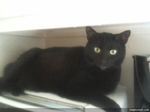 Snickers On The Toster Oven 1 6 23 21.jpg