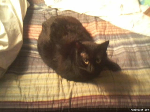 Snickers 05 02 20 1.jpg