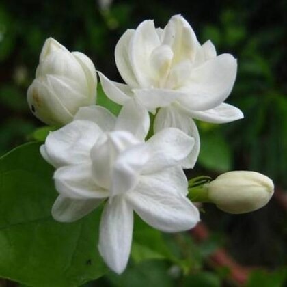 cloud farm arabian jasmine doubl.jpg