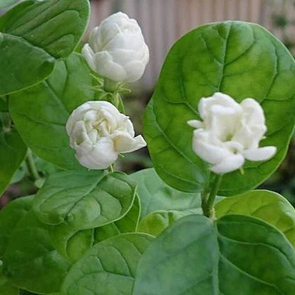 cloud farm arabian jasmine doubl (1).jpg