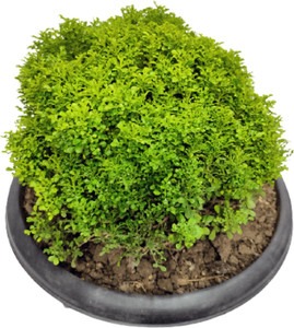 dwarf murraya paniculata table k.jpg
