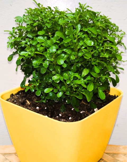 yes perennial no table kamini ai.jpg