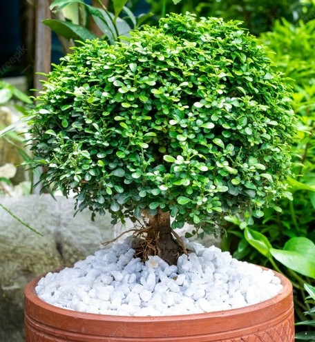no annual yes table kamini plant.jpg