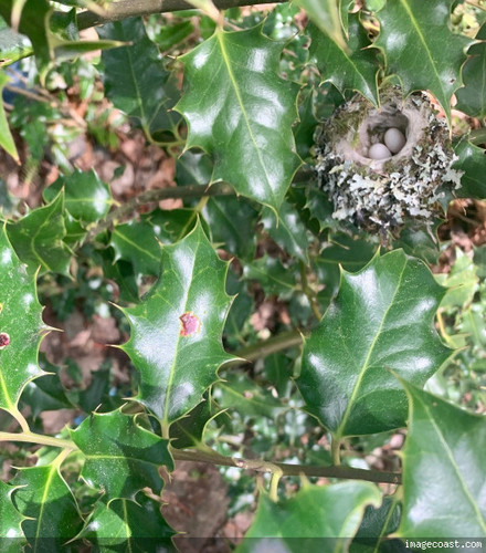 Jo Anns Humming Bird Nest 4 5 20.jpg