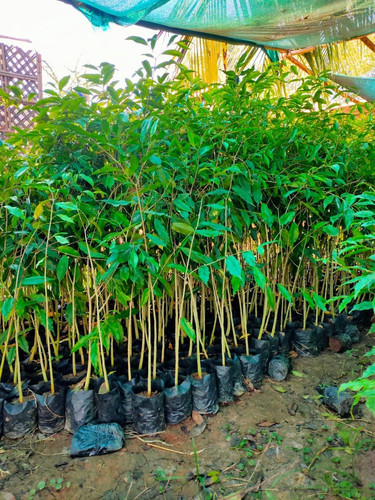 product jpeg (1).jpg