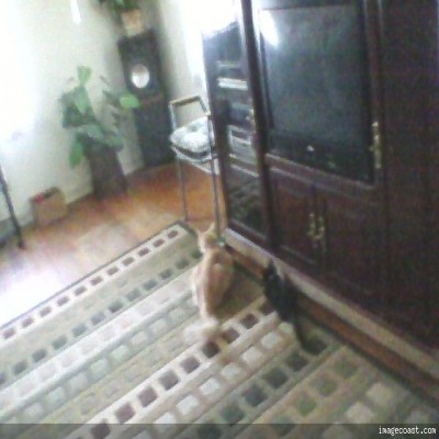 taffyandsnickersplaying 2 400x400.jpg