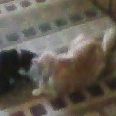 taffyandsnickersplaying71916 400x400.jpg