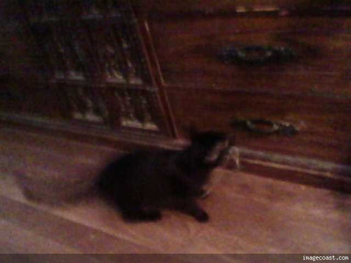 Snickers With Her String In Her Mouth 10 19 16.jpg