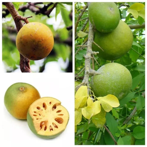 marinetree bel fruit plant produ.jpg