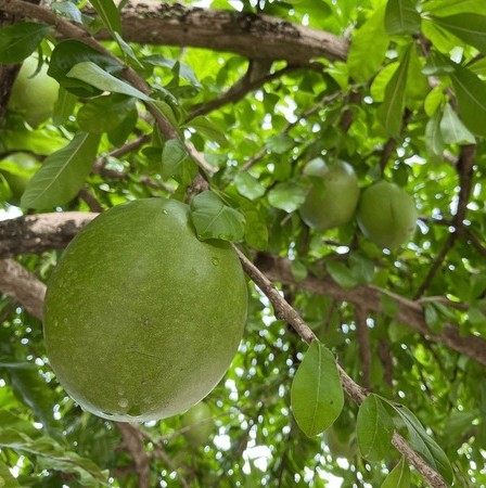 low angle view bael fruit 600nw.jpg