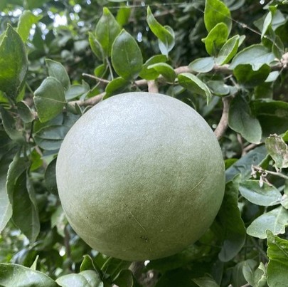 beautiful bael tree 600nw 236321.jpg