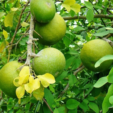 no perennial yes bel tree 1 eco.jpg