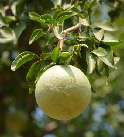 aegle marmelos or indian bael fr.jpg