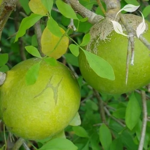bael extract aegle marmelos l co.jpg