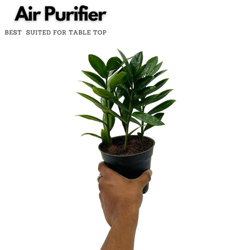 hug a plant zz plant green zamio.jpg