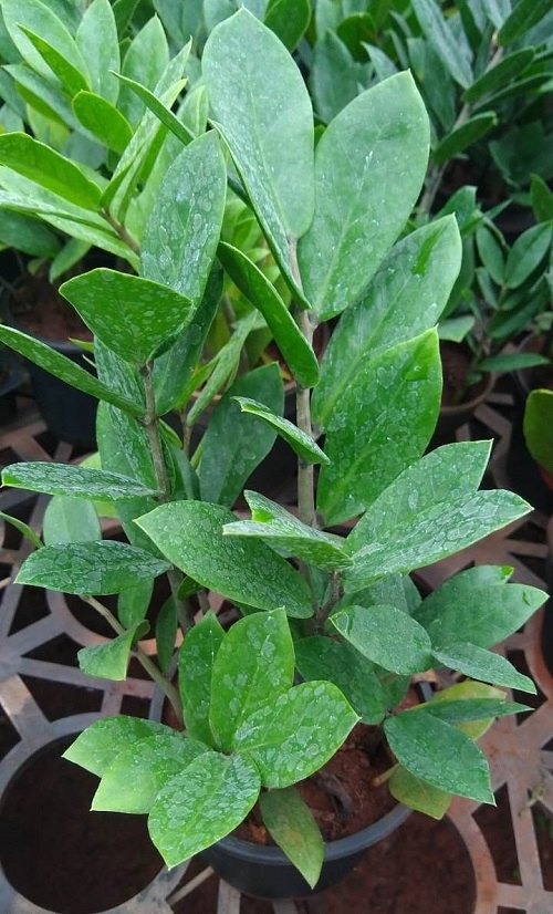 zz plant.jpg