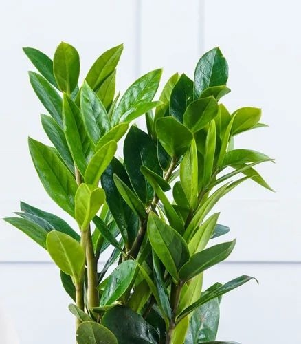 product jpeg 500x500.jpg