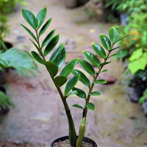the four seasons zz plant zamioc.jpg