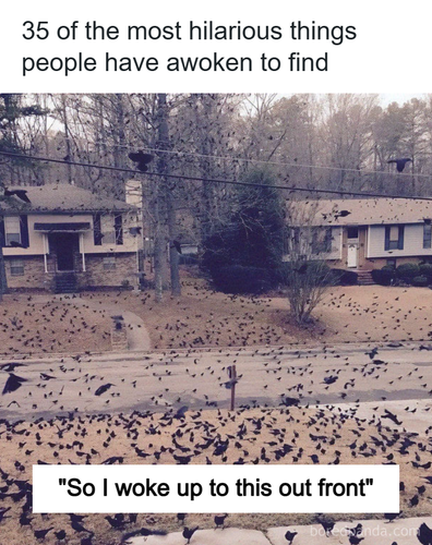 people woke up to weird things.png