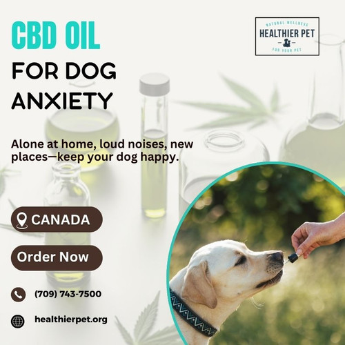CBD Oil For Dogs Anxiety In Canada.jpg
