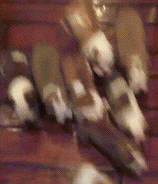 fL0zAAl.gif