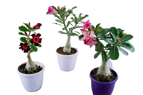 51mnzmXS FL. AC UF1000,1000 QL80.jpg