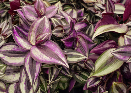 How to Care for a Zebrina Plant.jpg