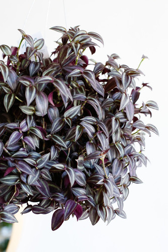 FoliaCollective TradescantiaZebr.jpg