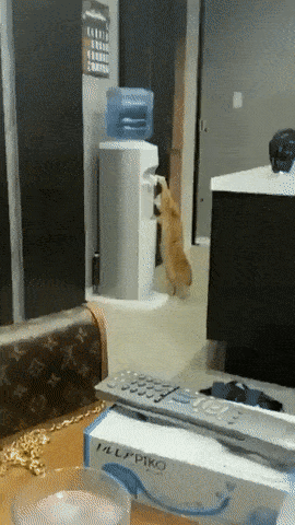 fLGJvWJ.gif