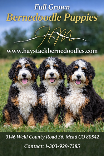 Full Grown Bernedoodle Puppies: What to Expect From Your Adult Doodle.png