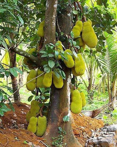 yes perennial yes jackfruit kath.jpg
