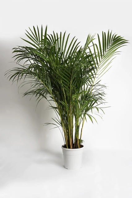 no perennial yes m11 1 plants he.jpg