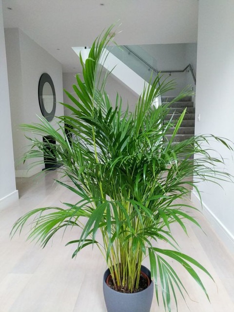 no perennial yes china palm arec.jpg