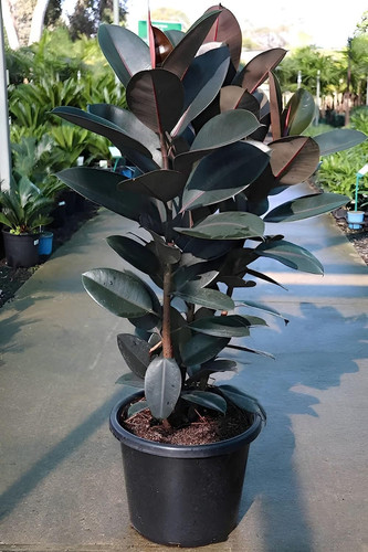 4fe15c43 d51f 45df ba46 3635144b2da7.jpg