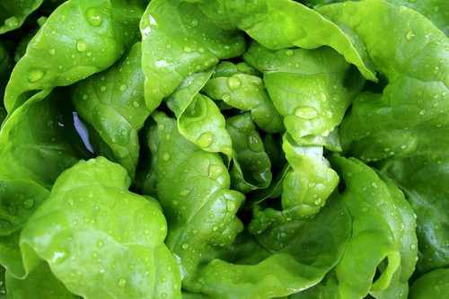 Mijovići iz Belosavaca kod Topole proizveli 7.000 glavica zelene salate: Cena ove zime znatno viša