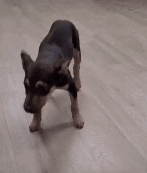 fLVz2hx.gif
