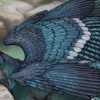 bluejay thumb.png