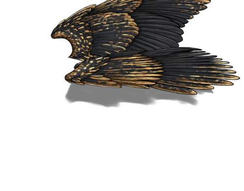 black gold f adult.png