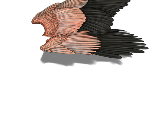 flamingo f adult.png