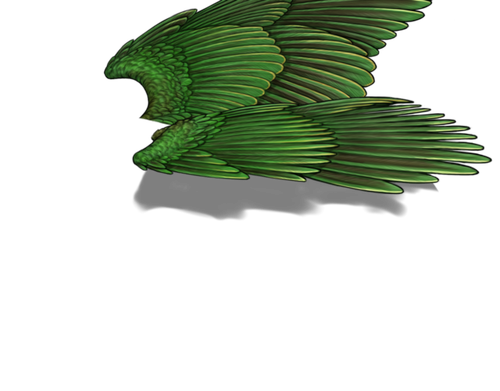 fruit dove f adult.png