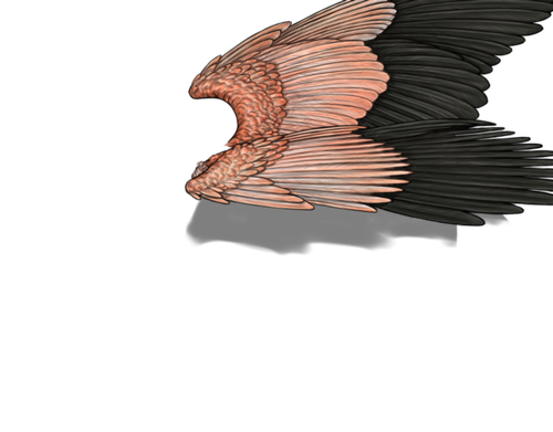 flamingo m adult.png