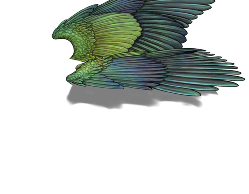 parakeet f adult.png