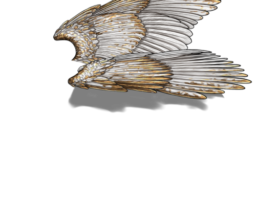 white gold f adult.png