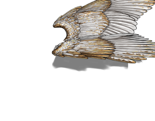 white gold m adult.png