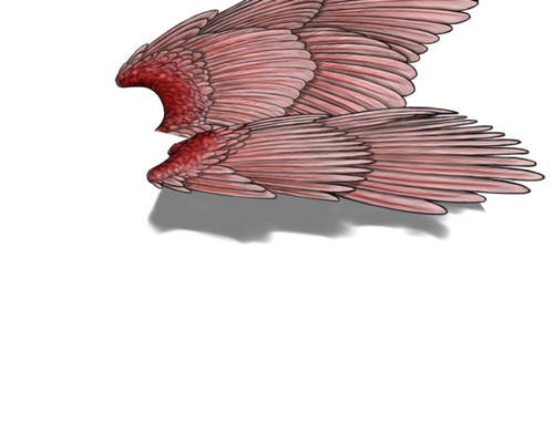 spoonbill f adult.png